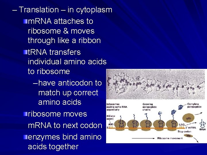 – Translation – in cytoplasm m. RNA attaches to ribosome & moves through like – Translation – in cytoplasm m. RNA attaches to ribosome & moves through like