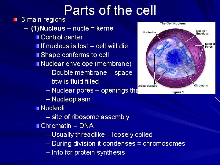 Parts of the cell 3 main regions – (1)Nucleus – nucle = kernel Control Parts of the cell 3 main regions – (1)Nucleus – nucle = kernel Control