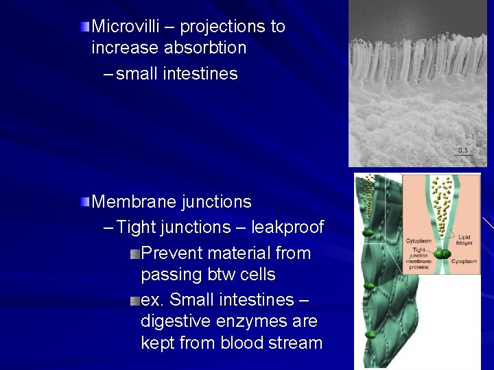 Microvilli – projections to increase absorbtion – small intestines Membrane junctions – Tight junctions Microvilli – projections to increase absorbtion – small intestines Membrane junctions – Tight junctions