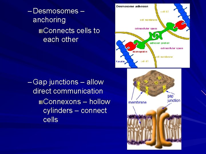– Desmosomes – anchoring Connects cells to each other – Gap junctions – allow – Desmosomes – anchoring Connects cells to each other – Gap junctions – allow