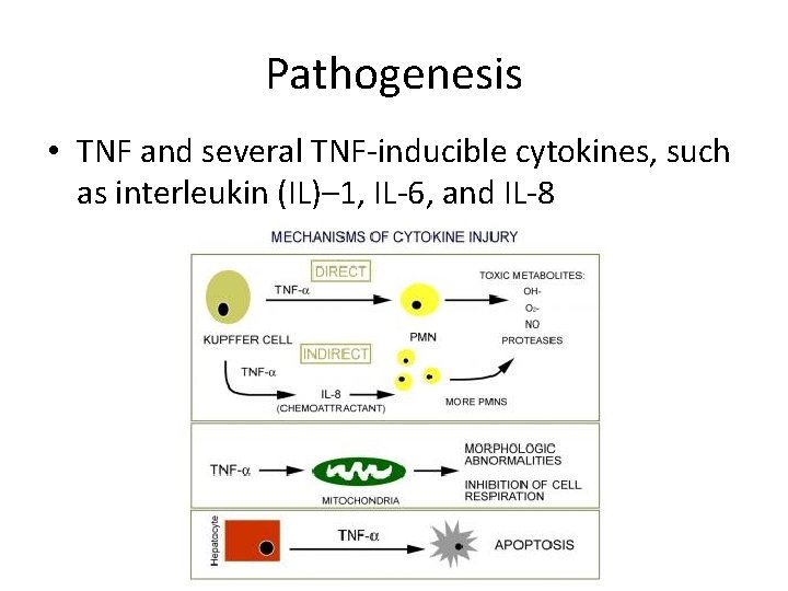 Pathogenesis • TNF and several TNF-inducible cytokines, such as interleukin (IL)– 1, IL-6, and