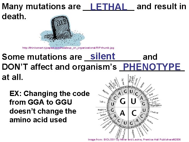 Many mutations are ______ LETHAL and result in death. http: //thinksmart. typepad. com/headsup_on_organizational/RIP-thumb. jpg