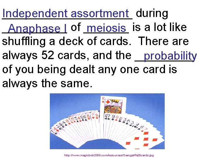 __________ Independent assortment during _____ meiosis is a lot like Anaphase I of _______