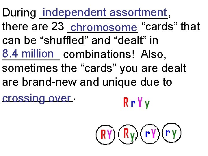 independent assortment During __________, there are 23 ______ chromosome “cards” that can be “shuffled”
