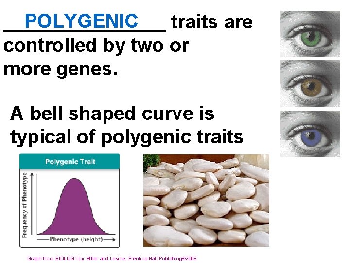 POLYGENIC ________ traits are controlled by two or more genes. A bell shaped curve