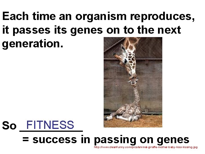 Each time an organism reproduces, it passes its genes on to the next generation.