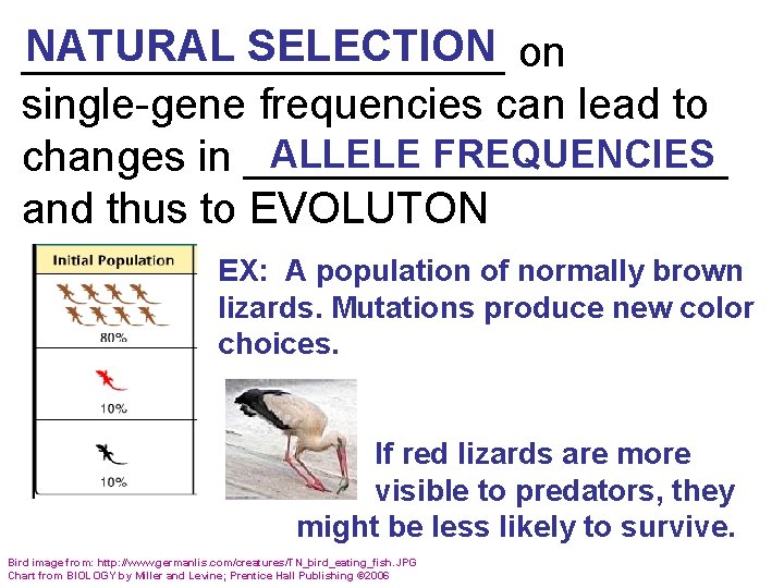 NATURAL SELECTION on __________ single-gene frequencies can lead to ALLELE FREQUENCIES changes in __________