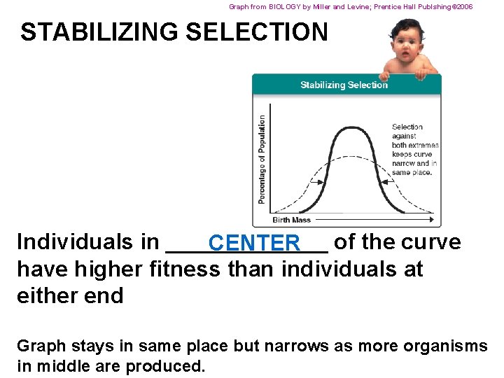 Graph from BIOLOGY by Miller and Levine; Prentice Hall Publshing© 2006 STABILIZING SELECTION Individuals