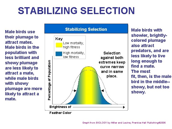 STABILIZING SELECTION Section 16 -2 Stabilizing Selection Key Low mortality, high fitness High mortality,