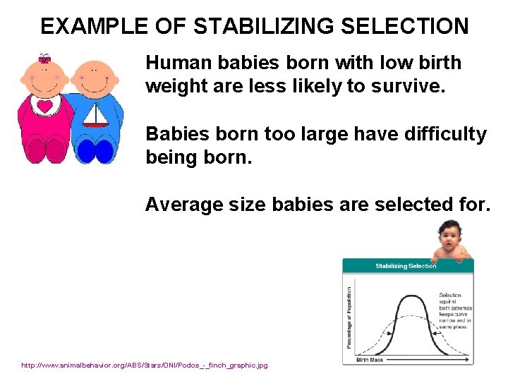 EXAMPLE OF STABILIZING SELECTION Human babies born with low birth weight are less likely