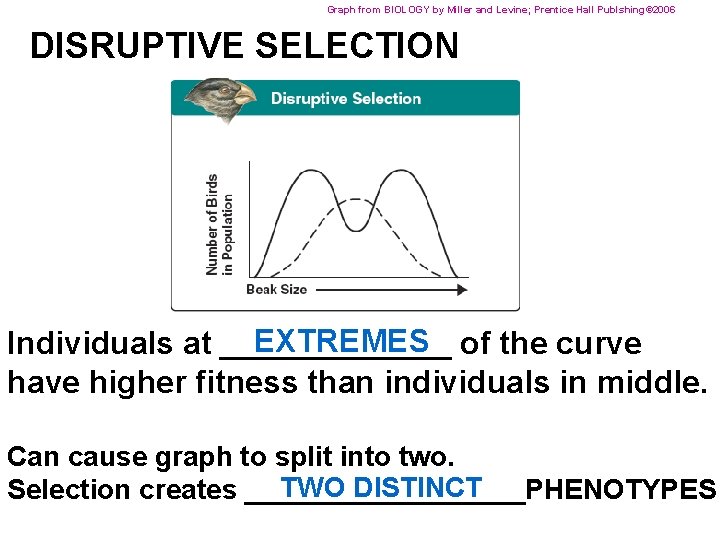 Graph from BIOLOGY by Miller and Levine; Prentice Hall Publshing© 2006 DISRUPTIVE SELECTION EXTREMES