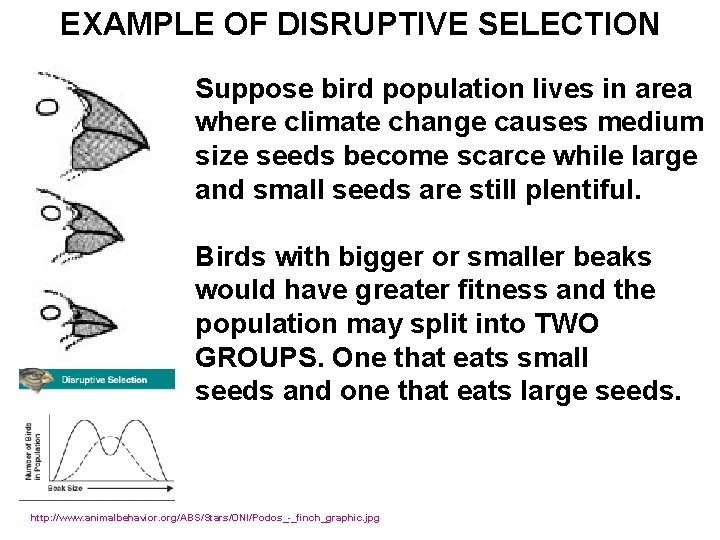 EXAMPLE OF DISRUPTIVE SELECTION Suppose bird population lives in area where climate change causes