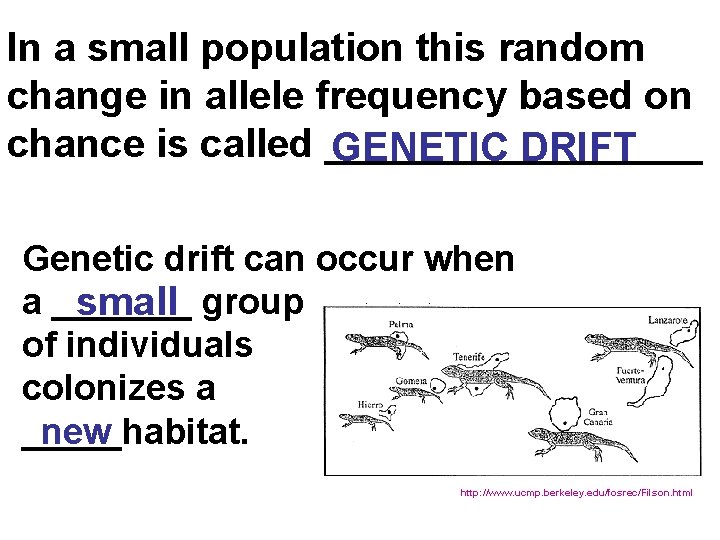 In a small population this random change in allele frequency based on chance is