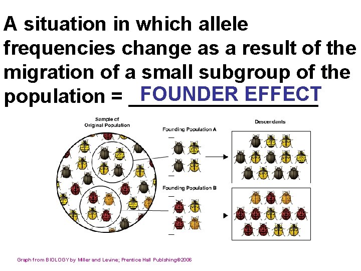 A situation in which allele frequencies change as a result of the migration of
