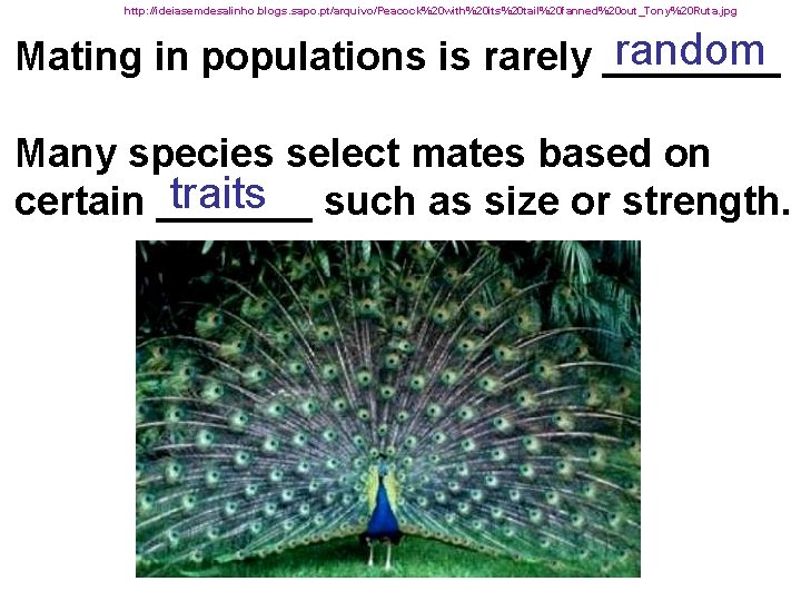 http: //ideiasemdesalinho. blogs. sapo. pt/arquivo/Peacock%20 with%20 its%20 tail%20 fanned%20 out_Tony%20 Ruta. jpg random Mating