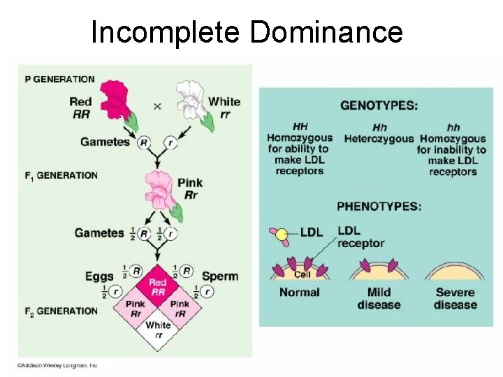 Incomplete Dominance 