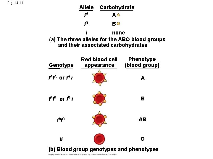 Fig. 14 -11 Allele IA IB Carbohydrate A B i none (a) The three