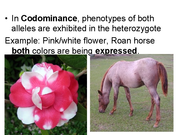  • In Codominance, phenotypes of both alleles are exhibited in the heterozygote Example: