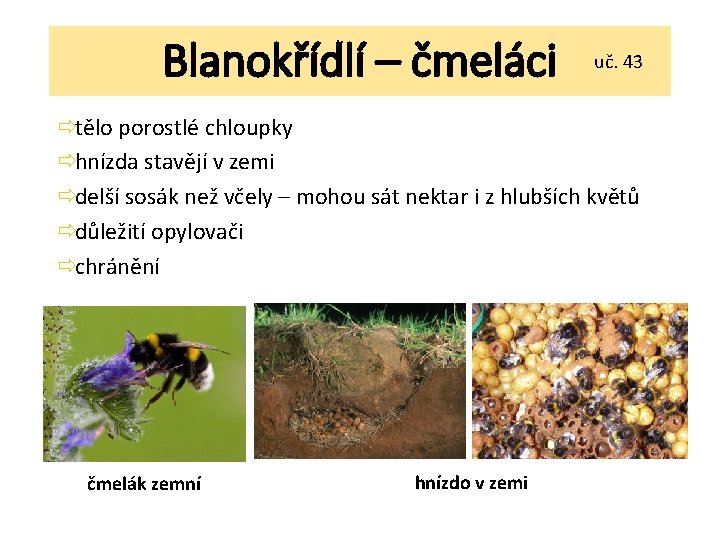 Blanokřídlí – čmeláci uč. 43 ðtělo porostlé chloupky ðhnízda stavějí v zemi ðdelší sosák