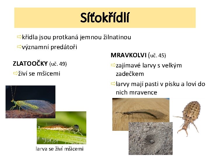 Síťokřídlí ðkřídla jsou protkaná jemnou žilnatinou ðvýznamní predátoři MRAVKOLVI (uč. 45) ZLATOOČKY (uč. 49)