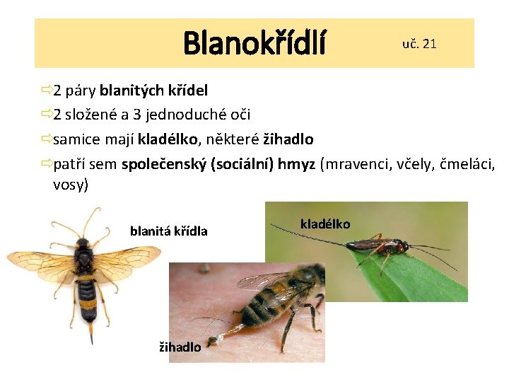 Blanokřídlí uč. 21 ð 2 páry blanitých křídel ð 2 složené a 3 jednoduché