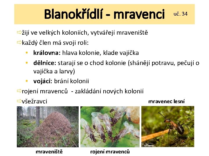 Blanokřídlí - mravenci uč. 34 ðžijí ve velkých koloniích, vytvářejí mraveniště ðkaždý člen má