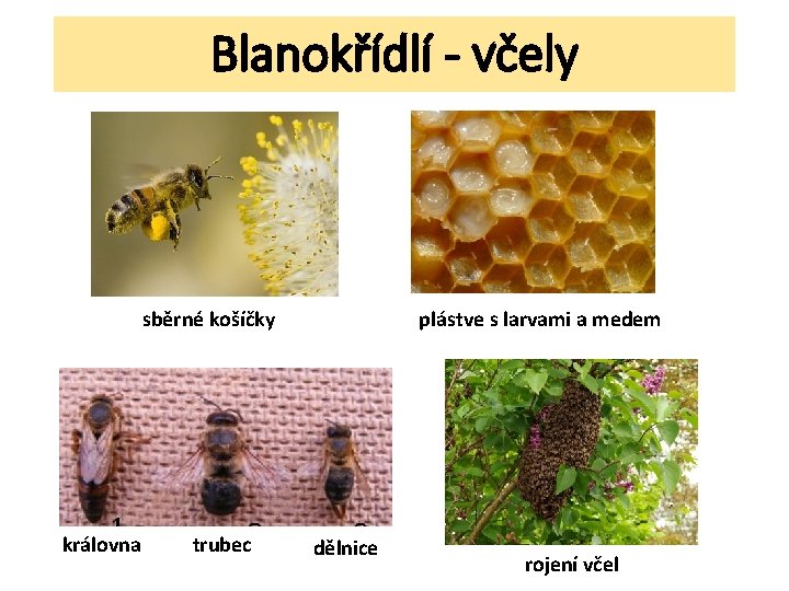 Blanokřídlí - včely sběrné košíčky královna trubec plástve s larvami a medem dělnice rojení