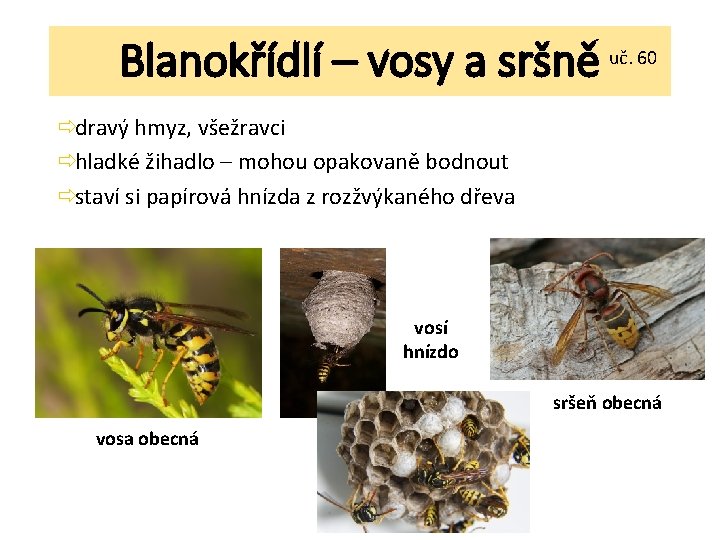 Blanokřídlí – vosy a sršně uč. 60 ðdravý hmyz, všežravci ðhladké žihadlo – mohou