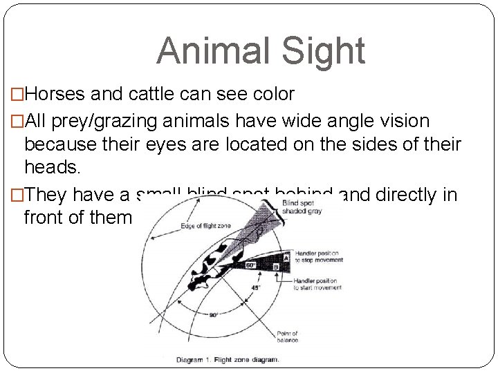 Animal Sight �Horses and cattle can see color �All prey/grazing animals have wide angle