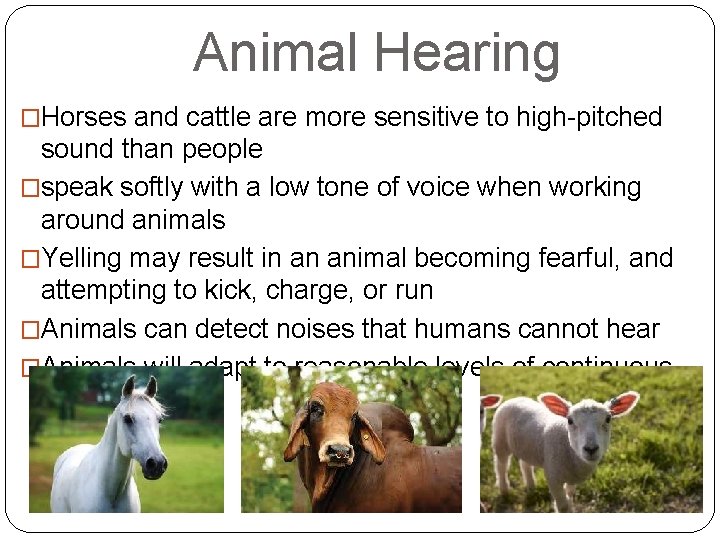 Animal Hearing �Horses and cattle are more sensitive to high-pitched sound than people �speak