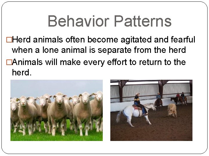 Behavior Patterns �Herd animals often become agitated and fearful when a lone animal is