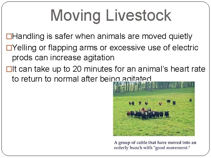 Moving Livestock �Handling is safer when animals are moved quietly �Yelling or flapping arms
