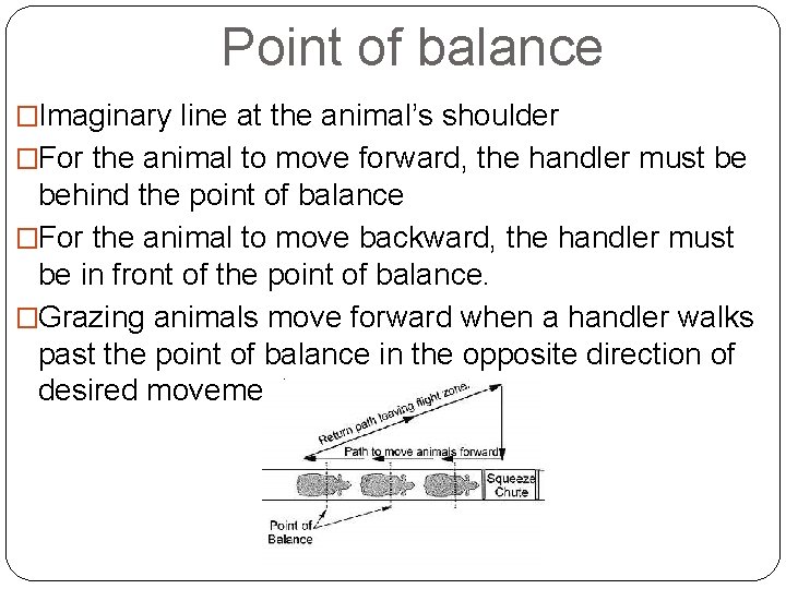 Point of balance �Imaginary line at the animal’s shoulder �For the animal to move