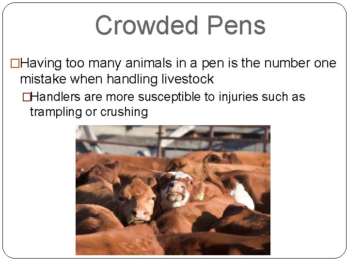 Crowded Pens �Having too many animals in a pen is the number one mistake