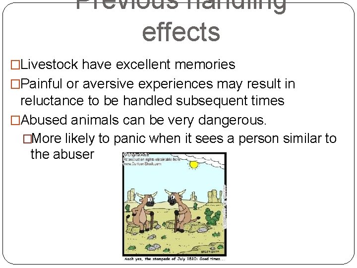 Previous handling effects �Livestock have excellent memories �Painful or aversive experiences may result in