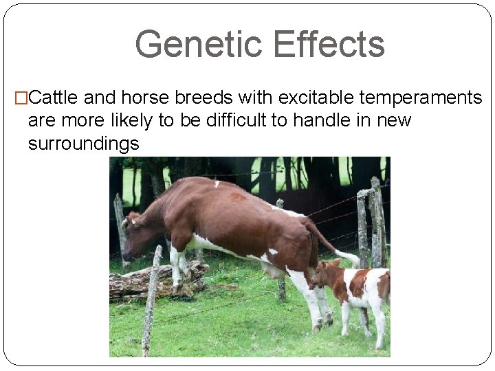 Genetic Effects �Cattle and horse breeds with excitable temperaments are more likely to be