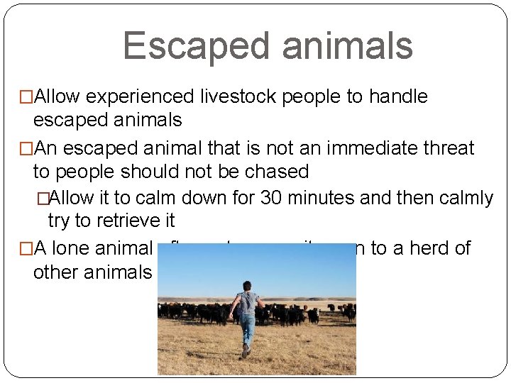Escaped animals �Allow experienced livestock people to handle escaped animals �An escaped animal that