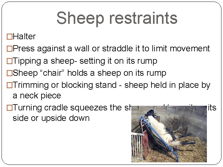 Sheep restraints �Halter �Press against a wall or straddle it to limit movement �Tipping