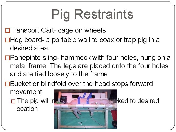 Pig Restraints �Transport Cart- cage on wheels �Hog board- a portable wall to coax