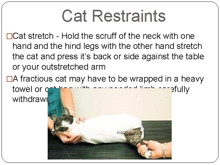 Cat Restraints �Cat stretch - Hold the scruff of the neck with one hand