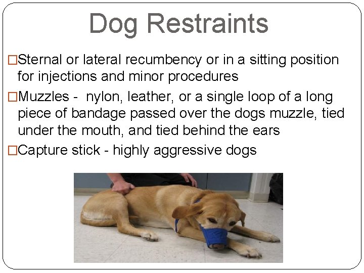 Dog Restraints �Sternal or lateral recumbency or in a sitting position for injections and