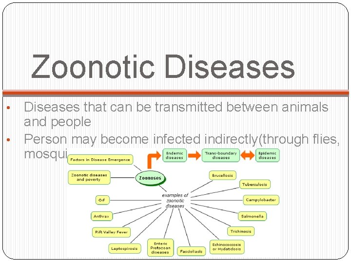 Zoonotic Diseases that can be transmitted between animals and people • Person may become