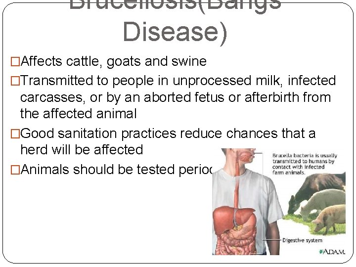 Brucellosis(Bangs Disease) �Affects cattle, goats and swine �Transmitted to people in unprocessed milk, infected