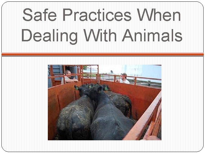 Safe Practices When Dealing With Animals 