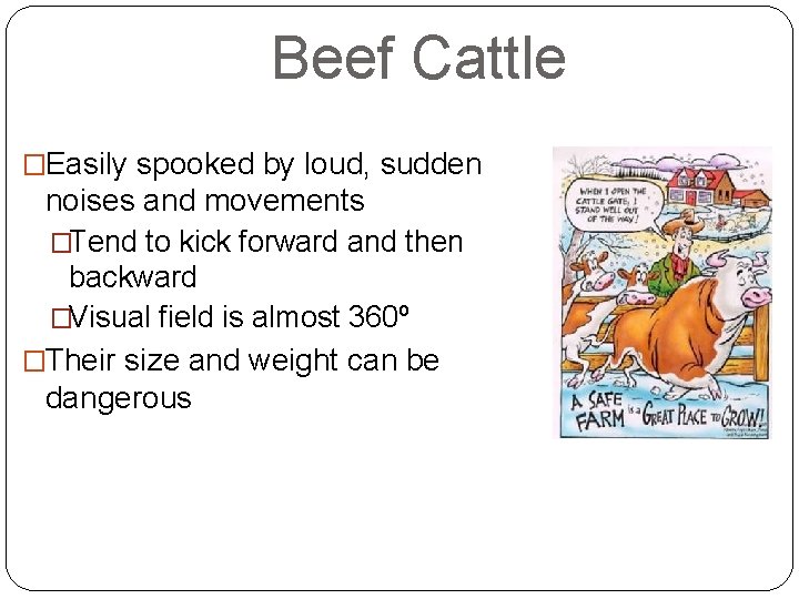 Beef Cattle �Easily spooked by loud, sudden noises and movements �Tend to kick forward
