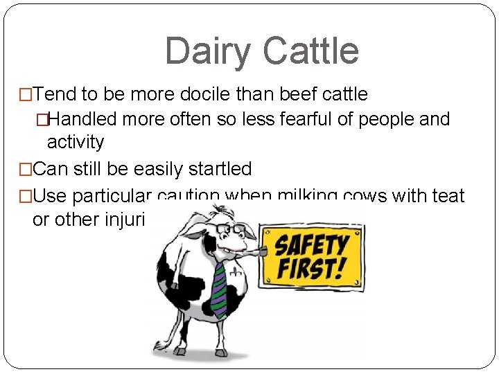 Dairy Cattle �Tend to be more docile than beef cattle �Handled more often so