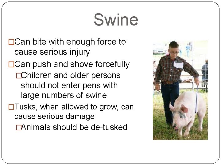 Swine �Can bite with enough force to cause serious injury �Can push and shove