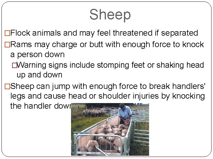 Sheep �Flock animals and may feel threatened if separated �Rams may charge or butt