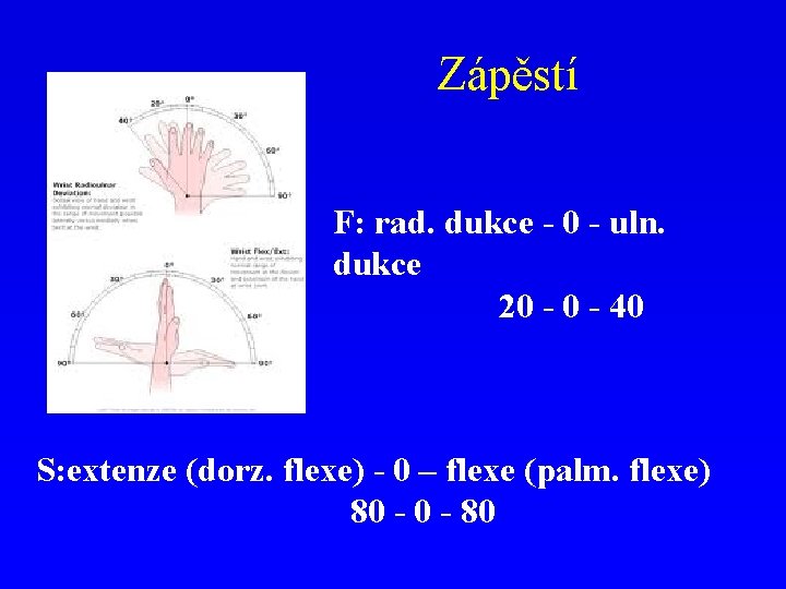 Zápěstí F: rad. dukce - 0 - uln. dukce 20 - 40 S: extenze