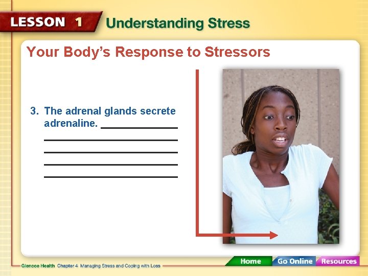 Your Body’s Response to Stressors 3. The adrenal glands secrete adrenaline. 